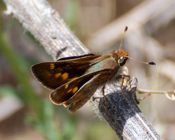 Umber skipper - Poanes melane