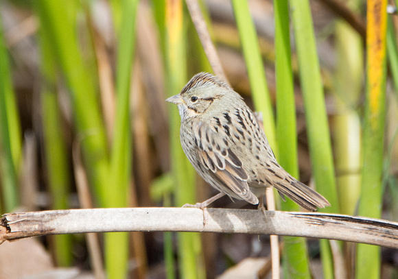 Lincoln's Sparrow - Melospiza lincolnii