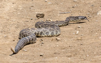 Southern Pacific Rattlesnake - Crotalus oreganus helleri