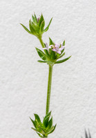 Field Madder - Sherardia arvensis