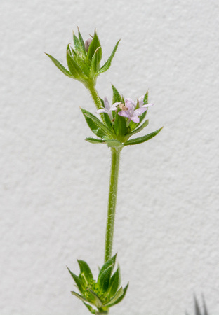 Field Madder - Sherardia arvensis