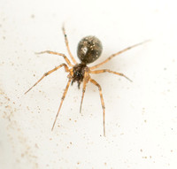 Spider - Unidentified sp. (Family Theridiidae)