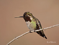 Anna's Hummingbird - Calypte anna