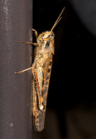 Gray bird grasshopper -Schistocera nitens