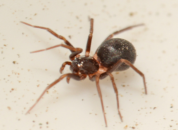 Zodarion sp.