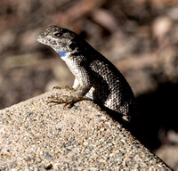 Western Fence Lizard - Sceloporus occidentalis