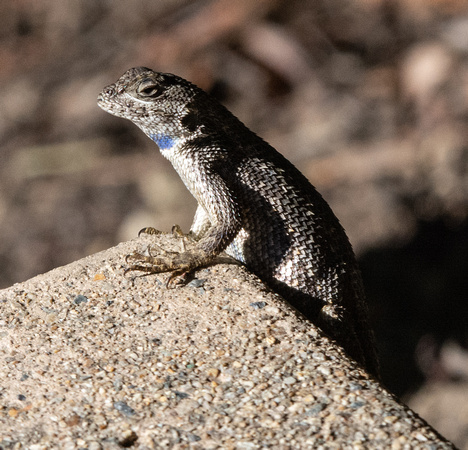 Western Fence Lizard - Sceloporus occidentalis