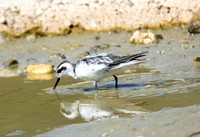 Red-necked Phalarope - Phalaropus lobatus