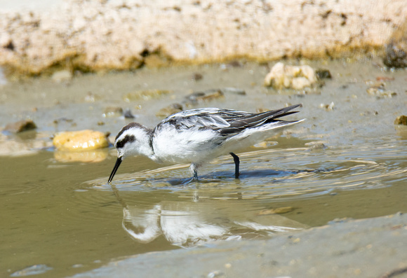 Red-necked Phalarope - Phalaropus lobatus