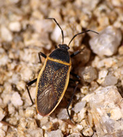 Bordered plant bug - Largus californicus