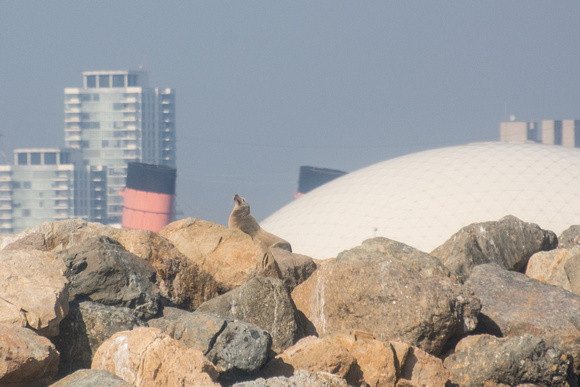 California sea lion - Zalophus californianus