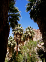 Plants, Habitat, and Landscapes - Joshua Tree, 49 Palms Oasis, BioBlitz 2012