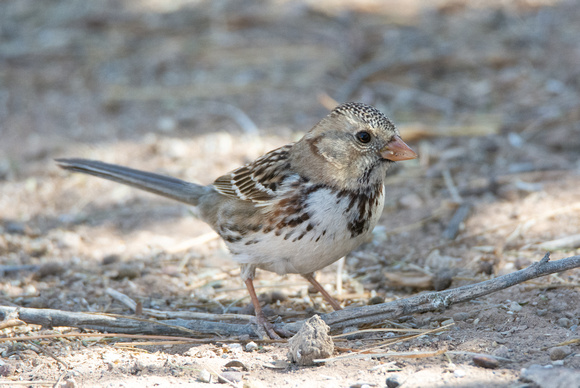 Harris's Sparrow - Zonotrichia querula