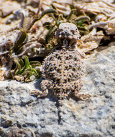 Blainville's Horned Lizard - Phrynosoma blainvillii