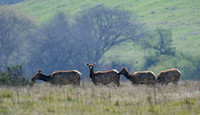 Tule Elk - Cervus canadensis ssp. nannodes