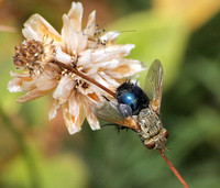 Tachinid fly - Archytas apicifer