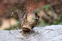 Clay-colored Sparrow - Spizella pallida