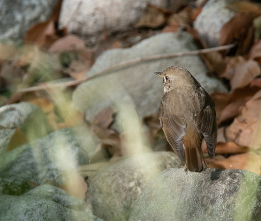 Hermit Thrush - Catharus guttatus