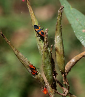 Large milkweed bug -Oncopeltus fasciatus