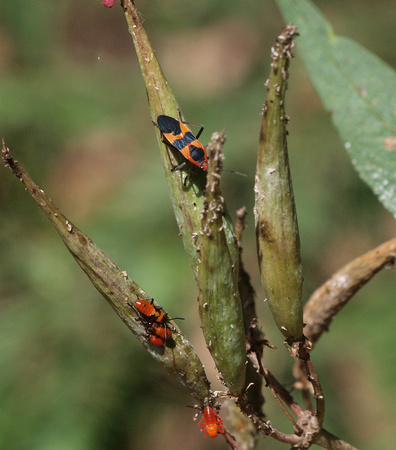 Large milkweed bug -Oncopeltus fasciatus