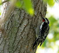 Red-naped Sapsucker - Sphyrapicus nuchalis
