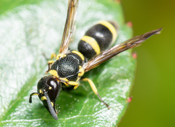 Mason wasp 4 - Parancistrocerus declivatus