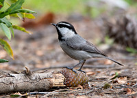 Mountain Chickadee- Poecile gambeli