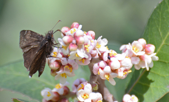 Duskywing sp. - Erynnis sp.