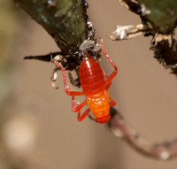 Large milkweed bug -Oncopeltus fasciatus