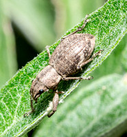 Fuller rose beetle - Pantomorus cervinus