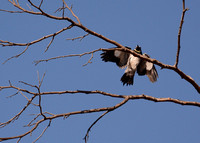 Acorn Woodpecker - Melanerpes formicivorus