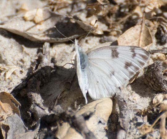 Checkered White - Pontia protodice
