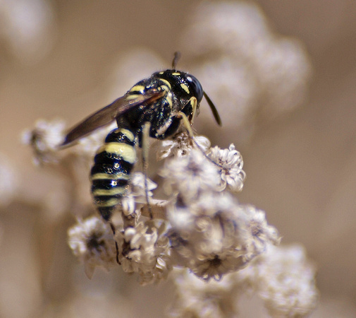 Wasp 3