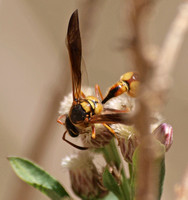 Potter wasp - Eumenes bollii