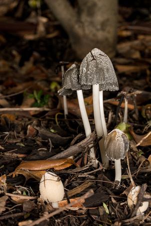 Hare's-foot Inkcap - Coprinopsis lagopus