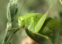 Mediterranean katydid - Phaneroptera nana