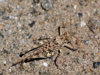 Saussure's Desert Grasshopper - Derotmema saussureanum