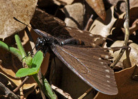 Pipevine swallowtail - Battus philenor