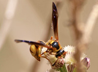 Potter wasp - Eumenes bollii