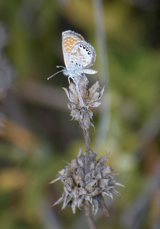 Western Pygmy-Blue - Brephidium exilis