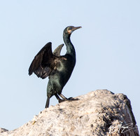 Brandt's Cormorant - Phalacrocorax penicillatus