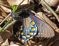 Pipevine swallowtail - Battus philenor