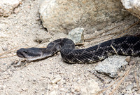 Southern Pacific Rattlesnake - Crotalus oreganus helleri