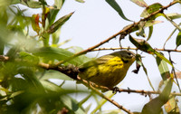 Prairie Warbler - Setophaga discolor