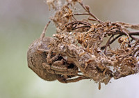 Orb weaver - Araneus andrewsi