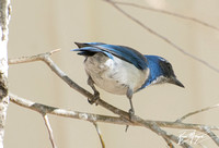 California Scrub Jay - Aphelocoma californica