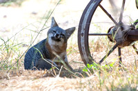 Santa Cruz Island Fox - Urocyon littoralis santacruzae