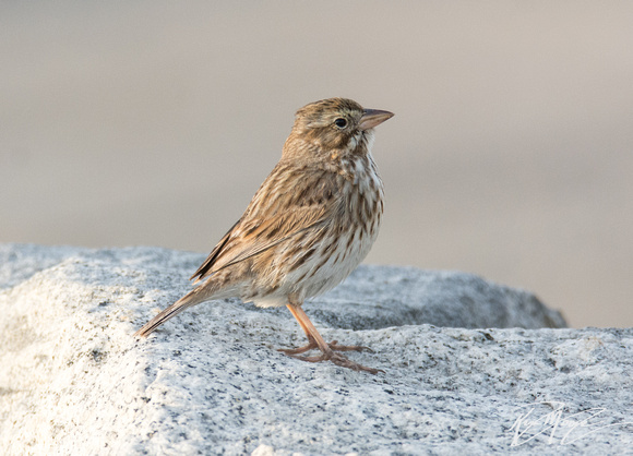 Large-billed Sparrow - Passerculus sandwichensis ssp. rostratus