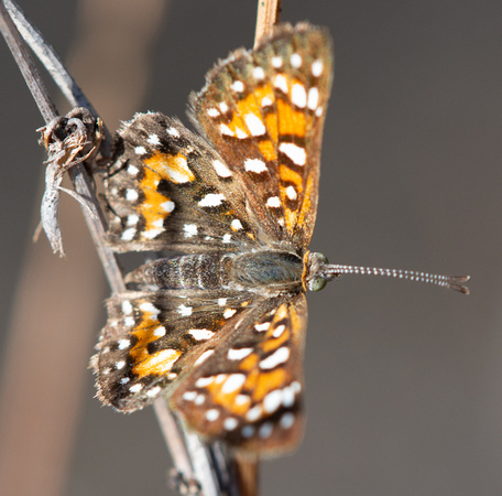 Behr's metalmark - Apodemia virgulti