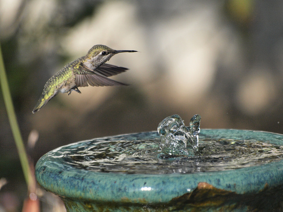 Anna's Hummingbird - Calypte anna